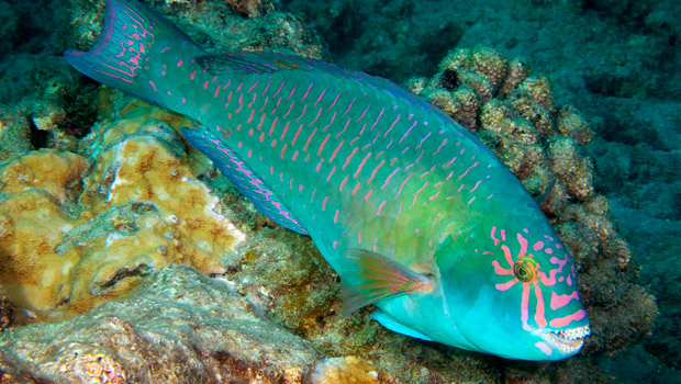 parrotfish-stareye_620.jpg
