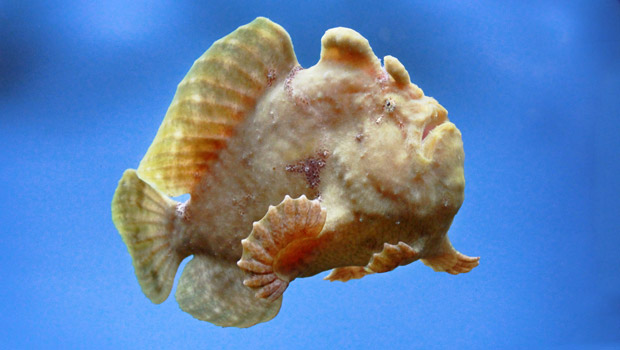 Waikīkī Aquarium » Frogfish