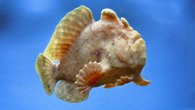 Frog Fish