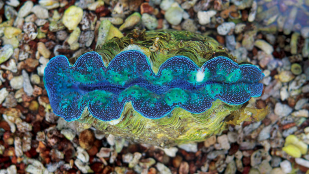 What Do Giant Clams Eat 