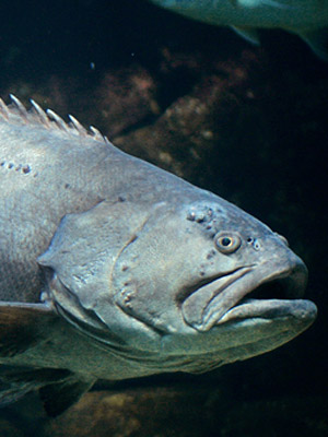 Waikīkī Aquarium » Giant Grouper