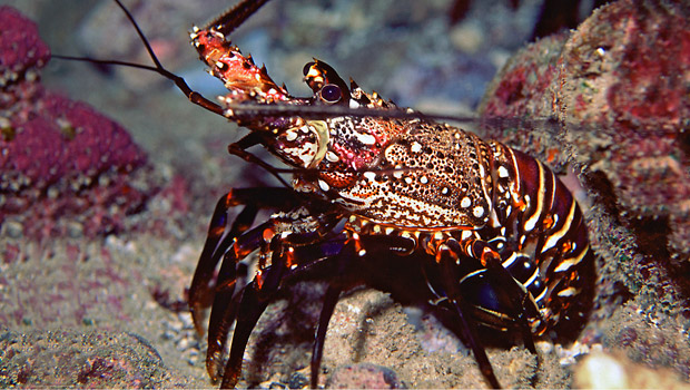 The Slipper Lobster: Endangered, but Oh-so Tasty - Israeli Culture -  Haaretz.com