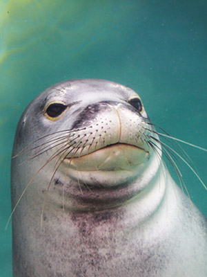 Waikīkī Aquarium » Hawaiian Monk Seal Waikīkī Aquarium » Hawaiian Monk Seal