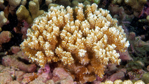 Waikīkī Aquarium » Rice Coral