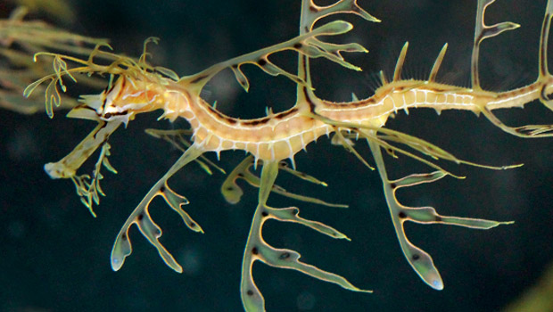 Waikīkī Aquarium » Leafy Seadragon