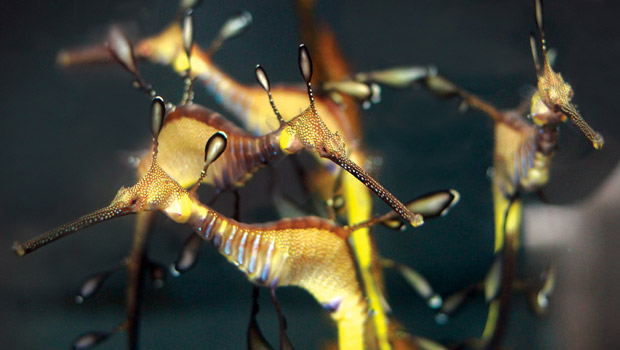 Waikīkī Aquarium » Weedy Seadragon Waikīkī Aquarium » Weedy Seadragon