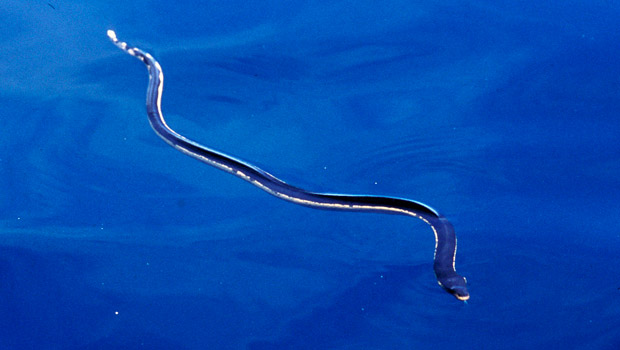 Waikīkī Aquarium » Yellow-Bellied Sea Snake