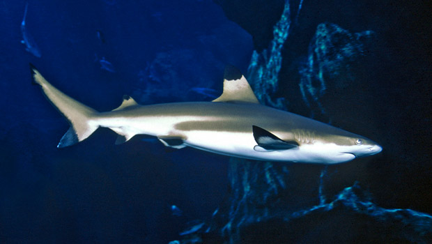 baby black tip reef shark