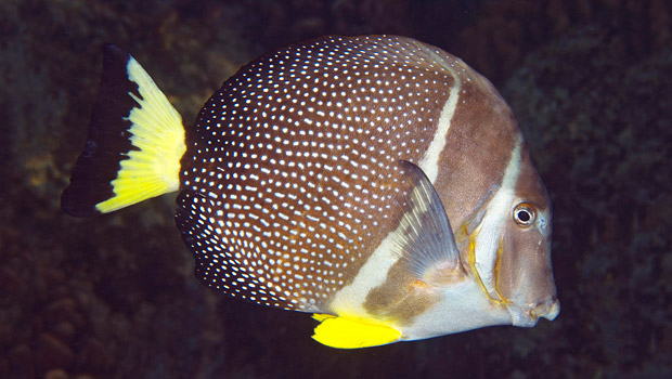 Doctorfish Tang (REEF: common Caribbean reef fishes) · iNaturalist