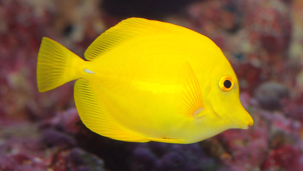 Waikīkī Aquarium » Yellow Tang