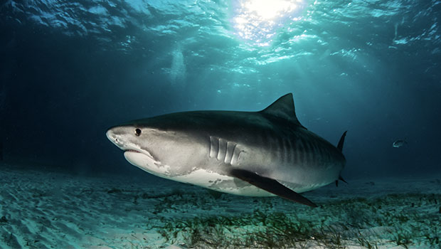 Waikīkī Aquarium » Tiger Shark