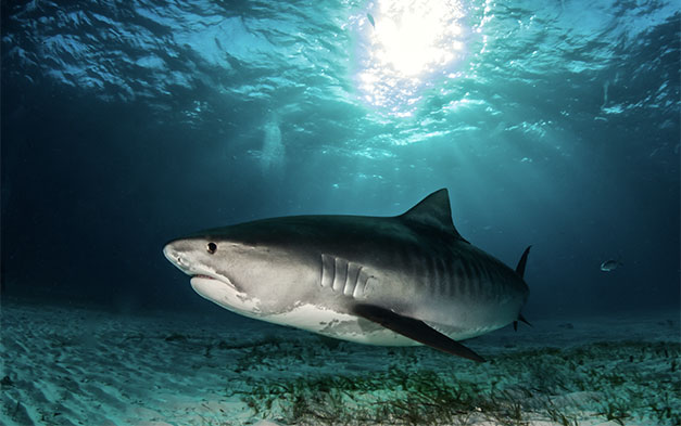 Waikīkī Aquarium » Tiger Shark