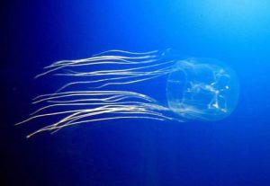Box Jellyfish