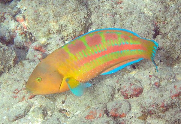 christmas_wrasse