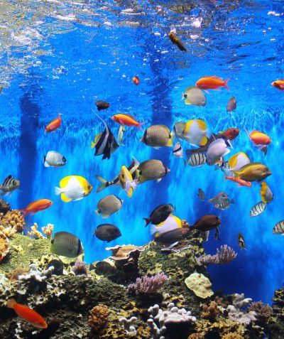 virtual aquarium tours free