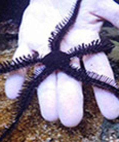 Brittle Star in Hand
