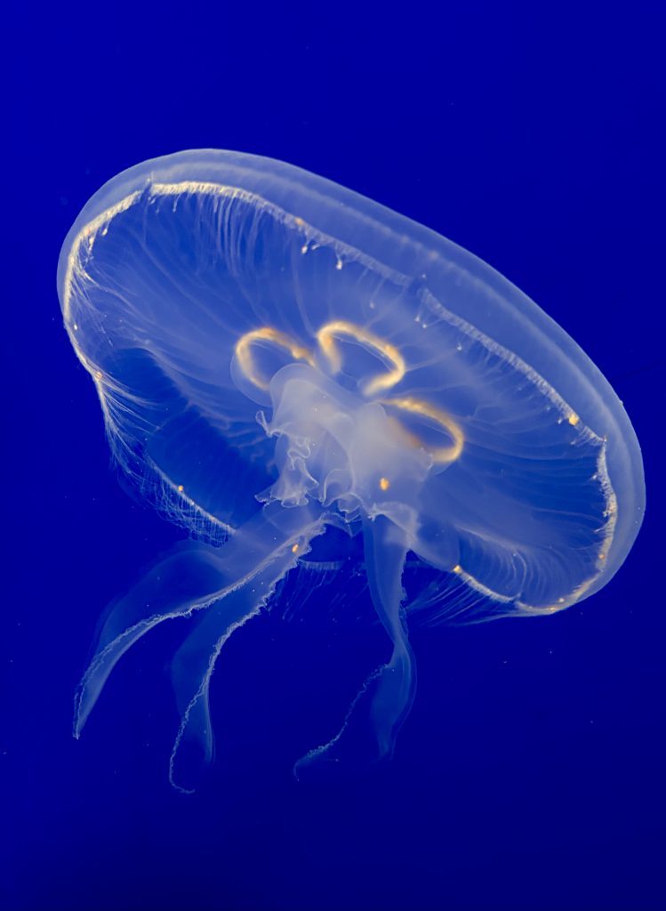 Singular moon jelly