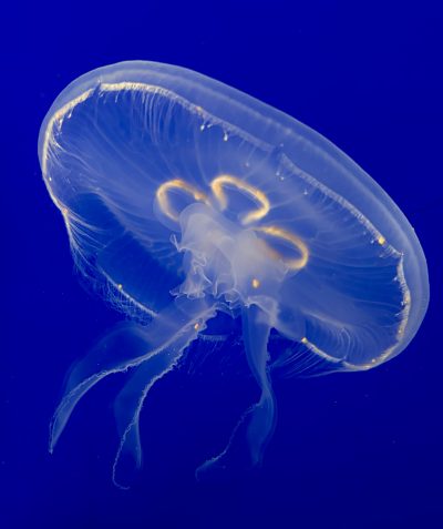 Singular moon jelly
